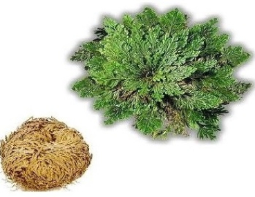 ROSE VON JERICHO in Dekobox