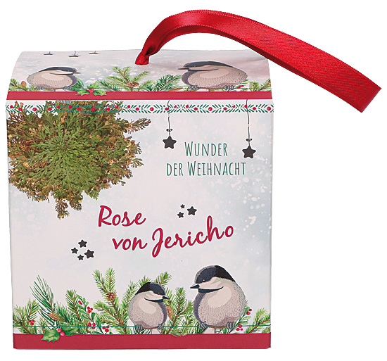 ROSE VON JERICHO in Dekobox